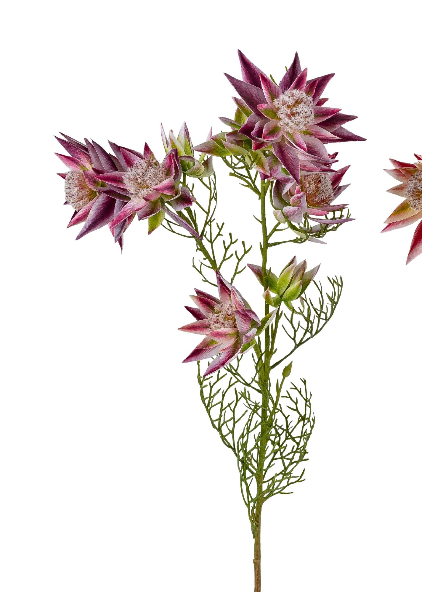 Blütenstand einer Pflanze mit spitzen, pinken Blüten und feinen, grünen Blättern auf einem langen Stängel.