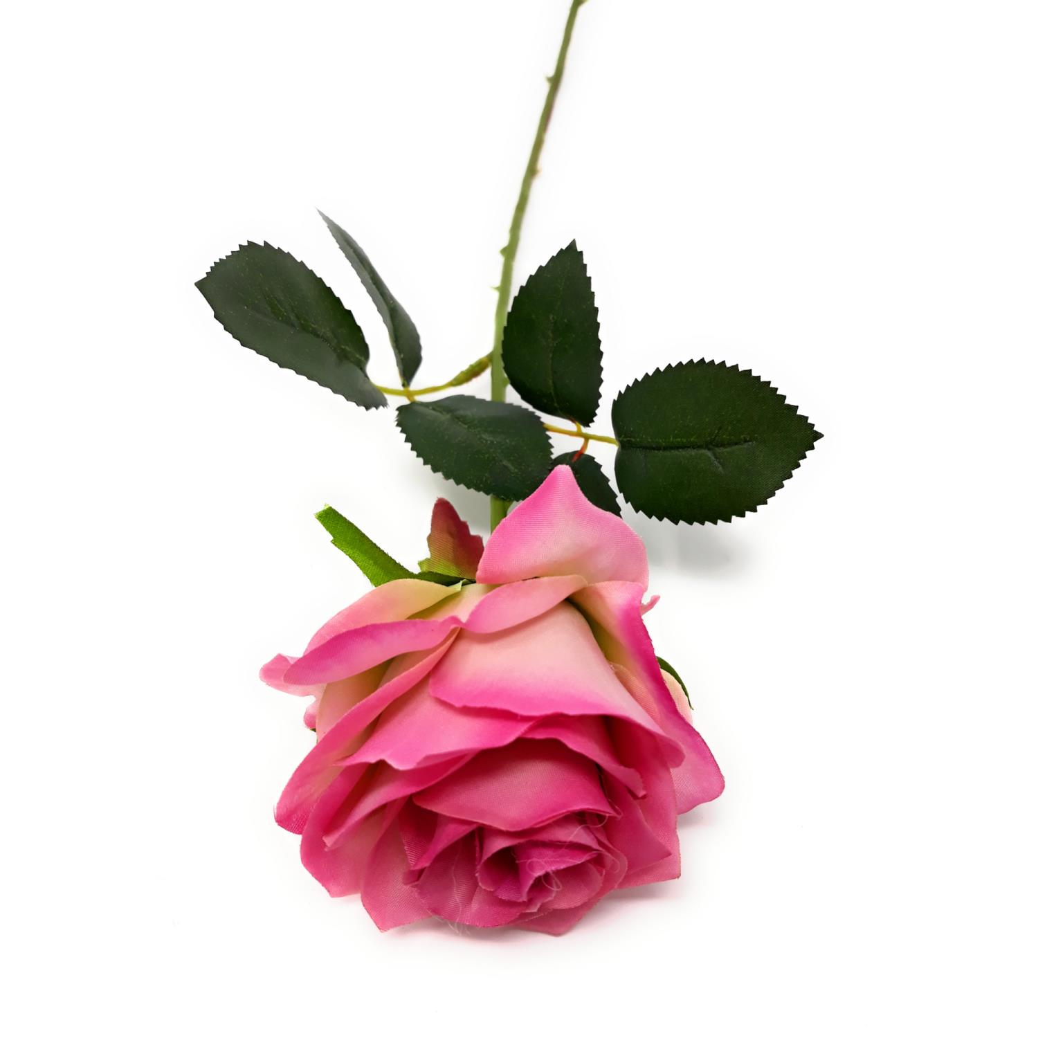 Eine pinkfarbene Rose mit grünen Blättern auf einem weißen Hintergrund. Die Blütenblätter sind sanft geschichtet.
