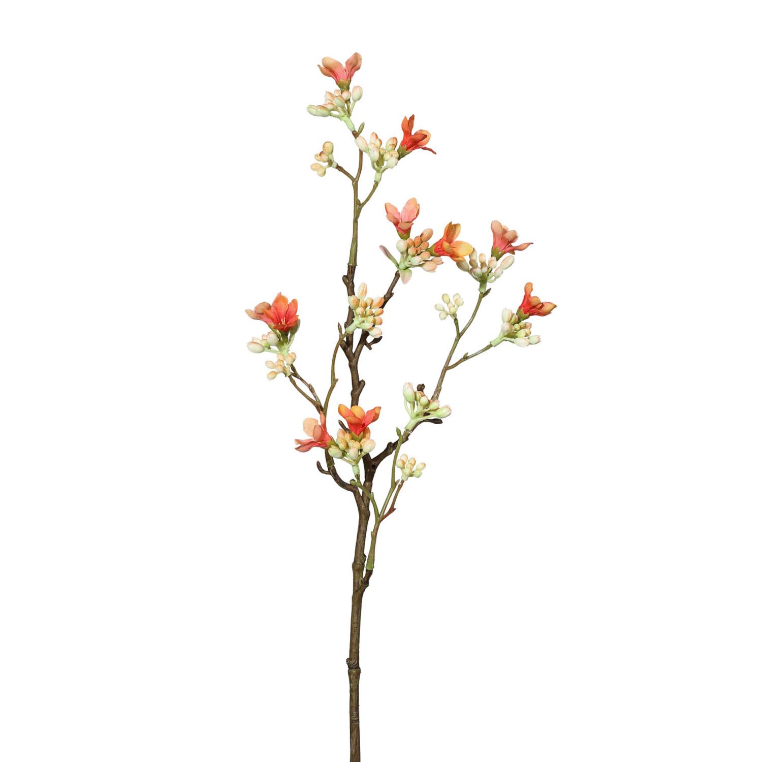 Zweig mit mehreren Blüten in Orange- und Grüntönen, umgeben von Knospen, auf weißem Hintergrund.