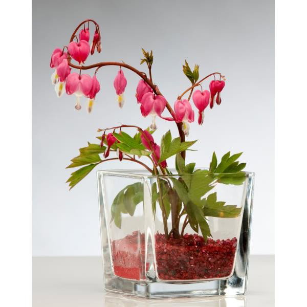 Eine Pflanze mit pinken Blüten und grünen Blättern in einem transparenten Glasbehälter mit rotem Kies.