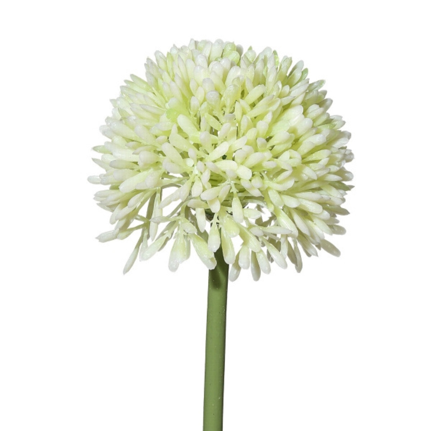 Runde, blütenreiche Pflanze mit vielen kleinen, weißen Blüten auf einem grünen Stängel.
