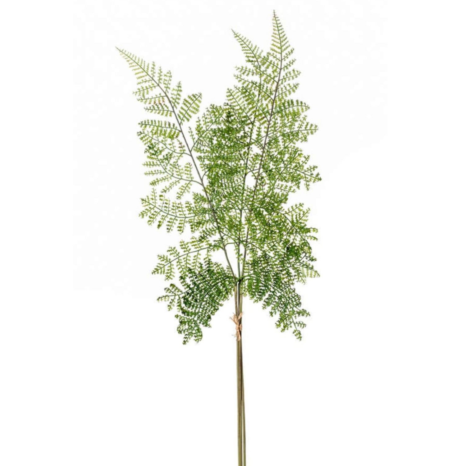 Grüne Farnpflanze mit feinen, gefiederten Blättern auf hellem Hintergrund