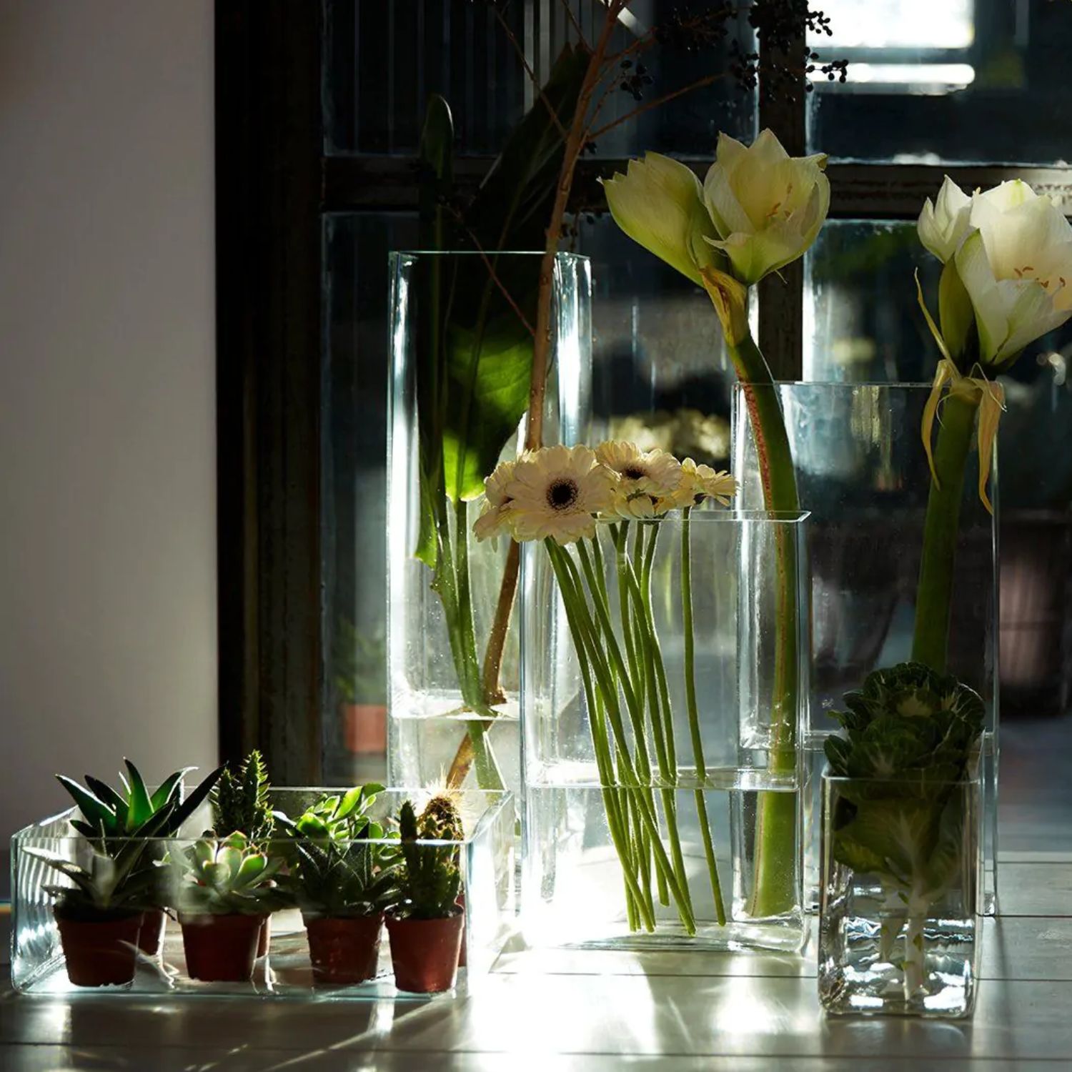 Blumen und Sukkulenten in Glasvasen und Töpfen im Sonnenlicht vor einem Fenster