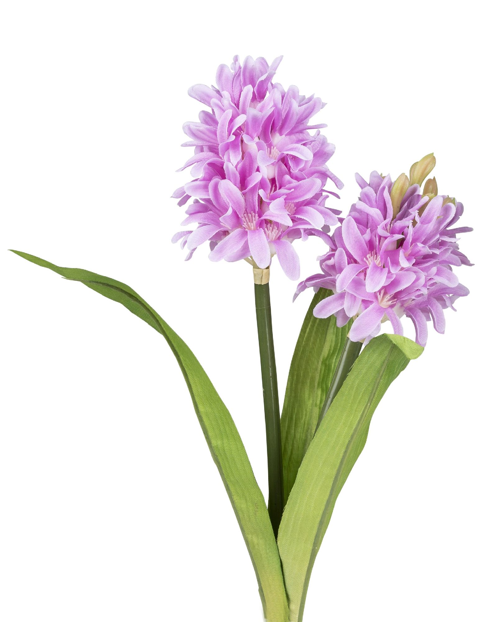 Zwei lila Blumen mit vielen Blütenblättern und grünen Blättern, die an einem langen Stängel wachsen.