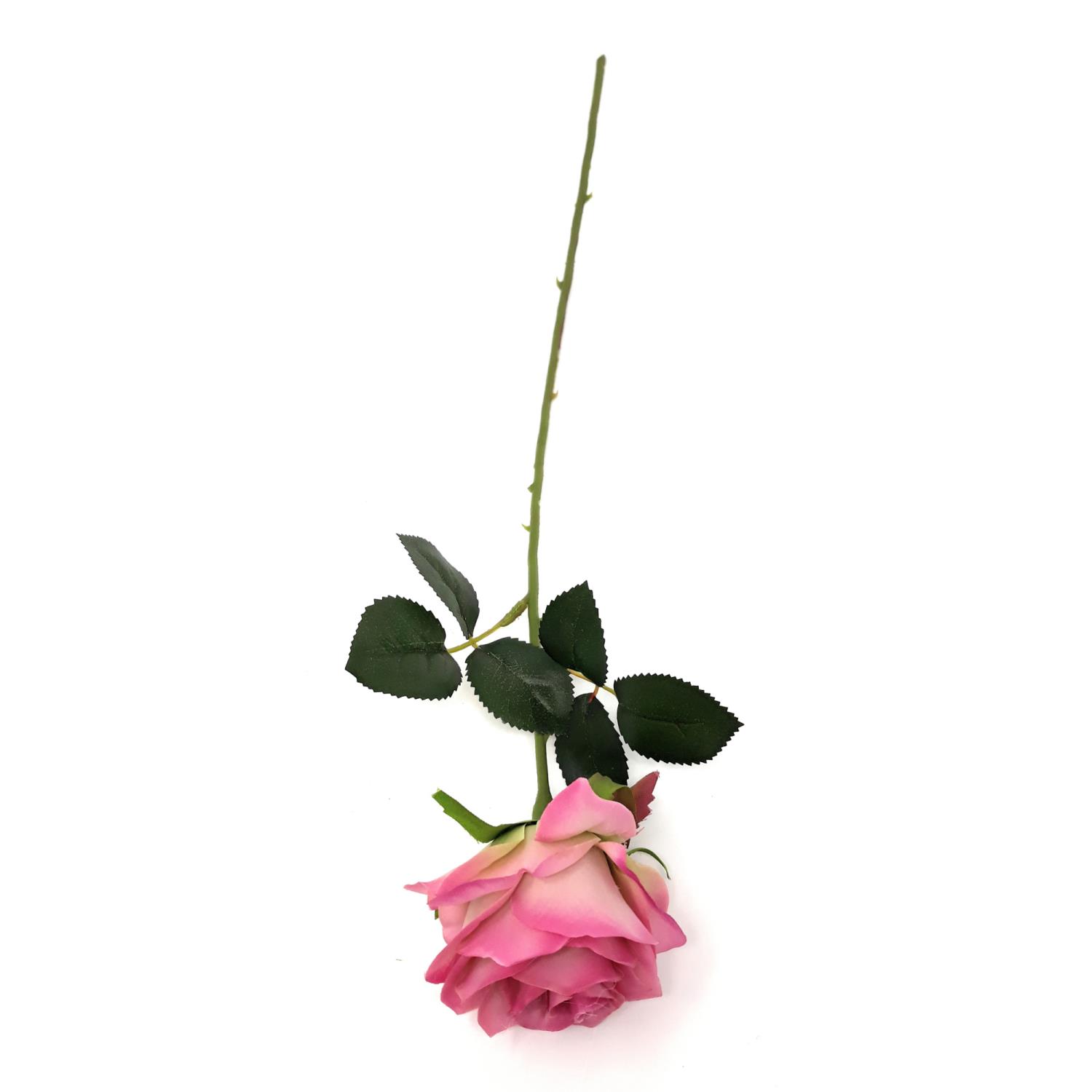 Eine pinkfarbene Rose mit grünen Blättern und einem langen, stacheligen Stiel auf weißem Hintergrund.