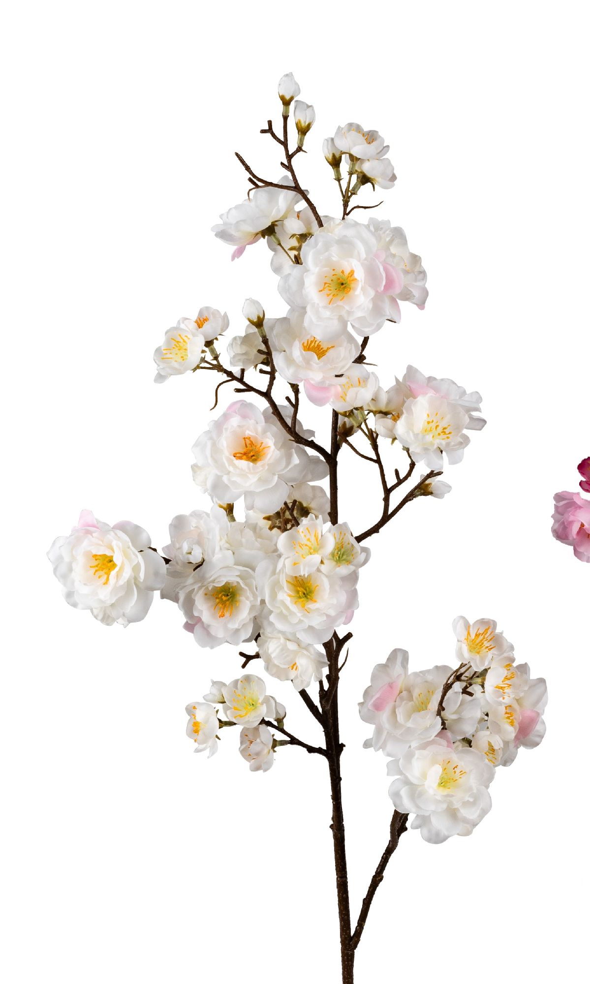 Zweig mit weißen und rosa Blüten, die in verschiedenen Größen angeordnet sind, auf einem braunen Sta