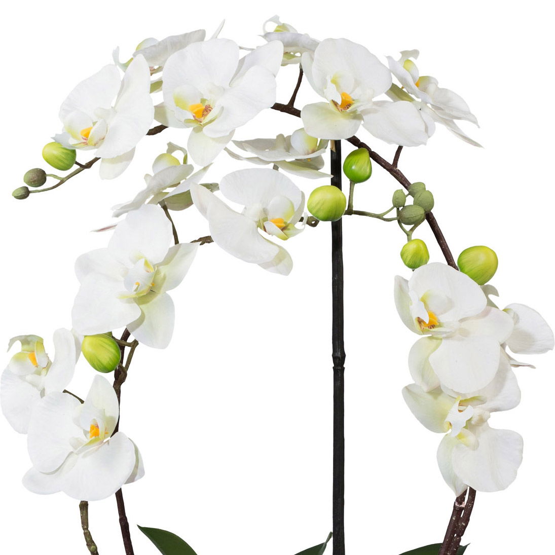 Eine Orchidee mit weißen Blüten und gelben Akzenten, umgeben von grünen Knospen, auf einem schwarzen Stängel.