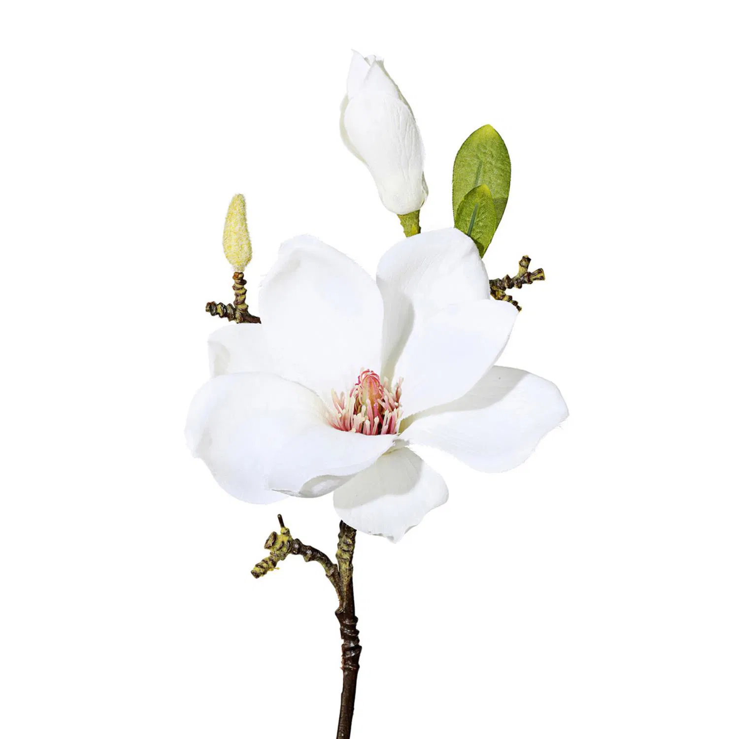 Magnolien