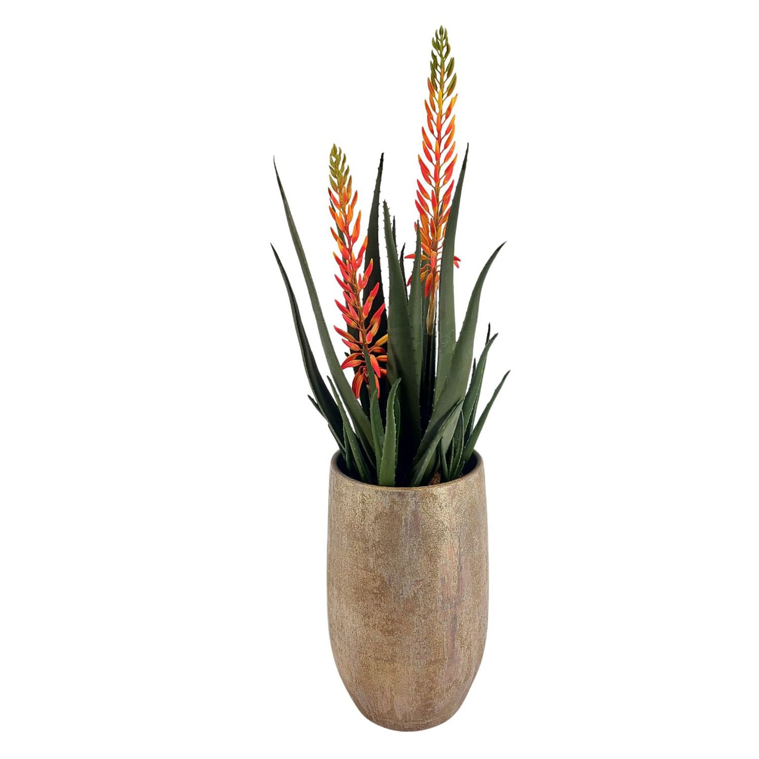 strelitzia klein Baumstrelitzie (Strelitzia nicolai) kaufen