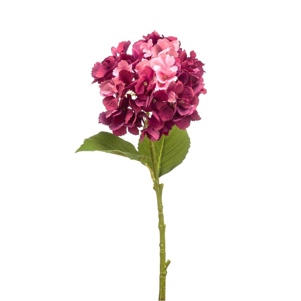 Eine lila Blume mit grünen Blättern auf einem langen Stiel