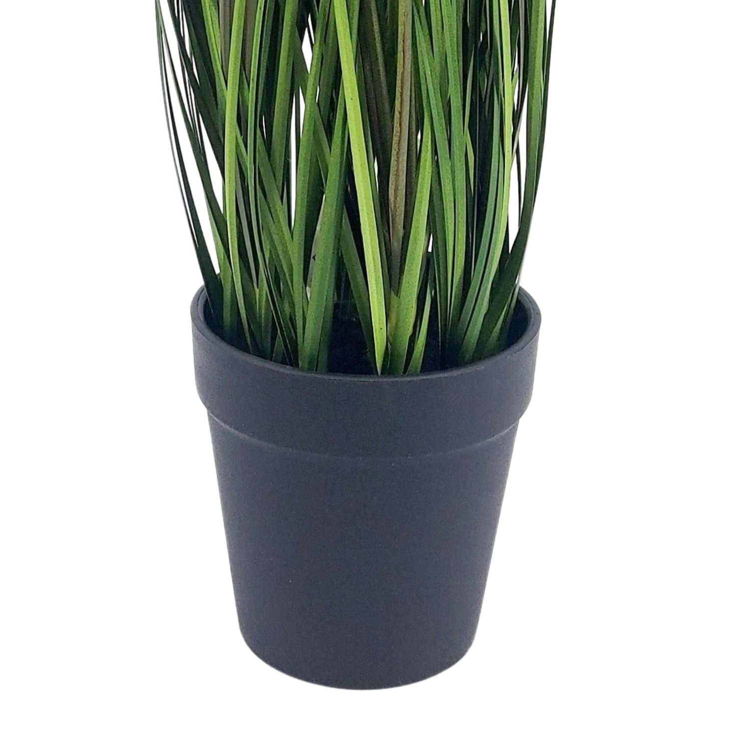 Topf mit grünen Pflanzenblättern in einem schwarzen Blumentopf