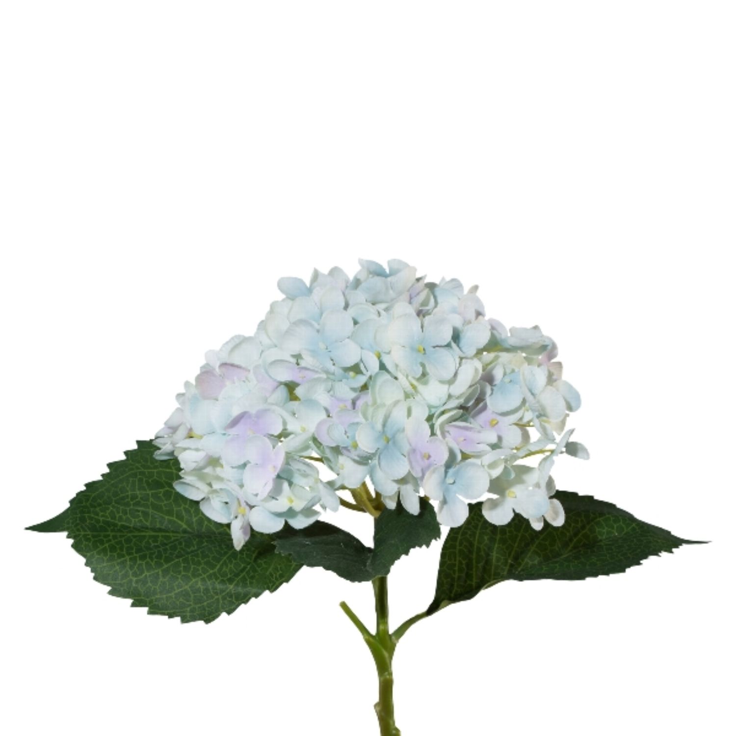 Eine blühende Hortensie mit weißen und zarten blauen Blüten, umgeben von grünen Blättern. Der Hintergrund ist einfarbig weiß.