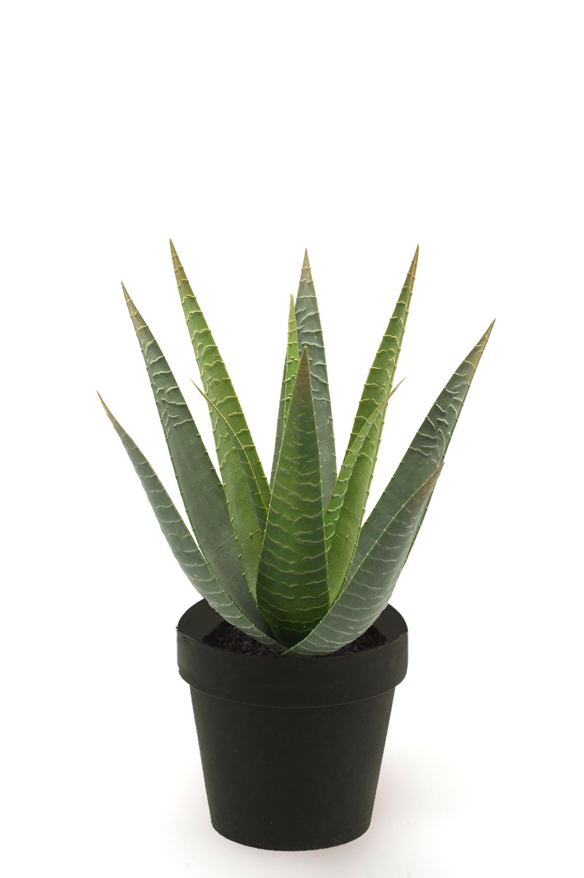 Grüne Aloe Vera Pflanze mit spitzen Blättern in einem schwarzen Blumentopf vor weißem Hintergrund.