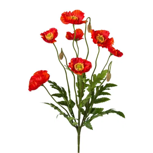 Mohn