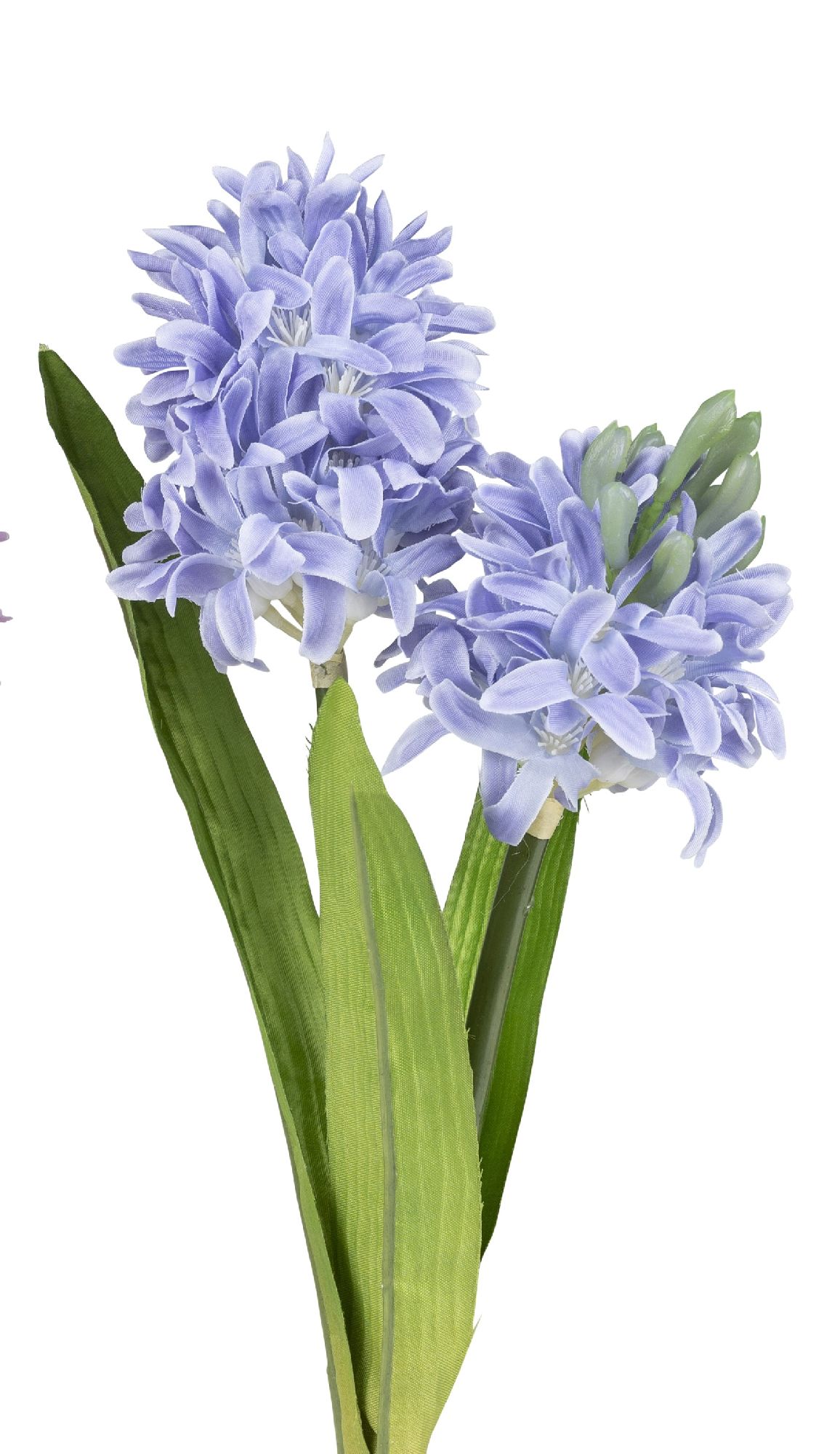 Zwei lila Hyazinthenblüten mit grünen Blättern auf einem weißen Hintergrund.
