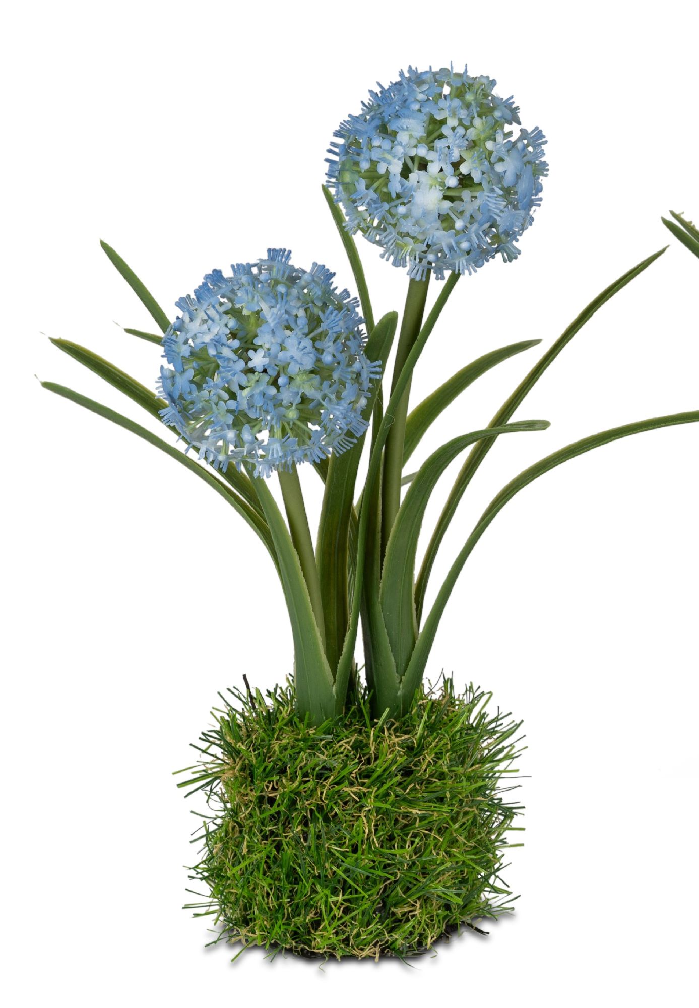 Zwei blaue Blumen mit runden Blütenständen stehen auf einem grünen, grasähnlichen Untergrund.