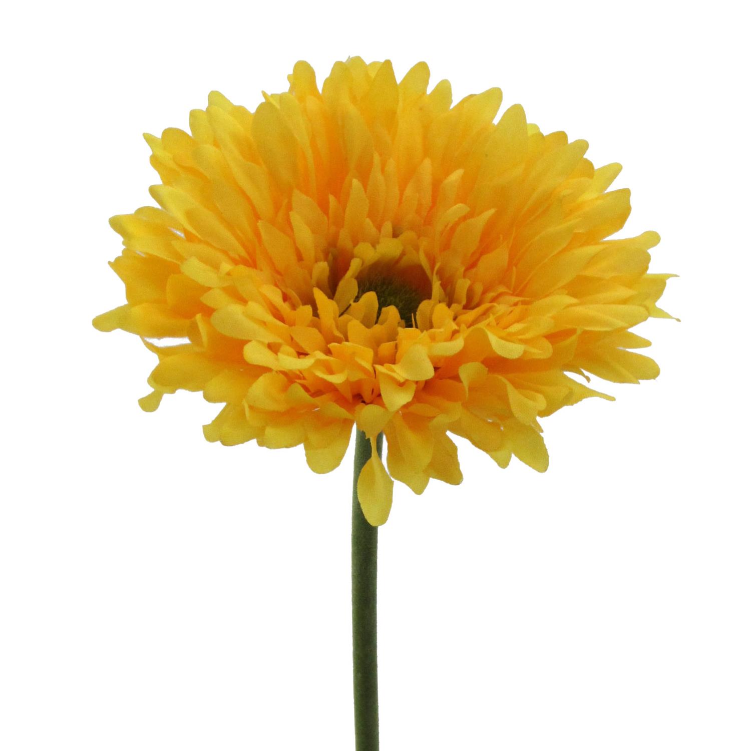 Eine gelbe Blume mit vielen Blütenblättern und einem grünen Stängel vor weißem Hintergrund.