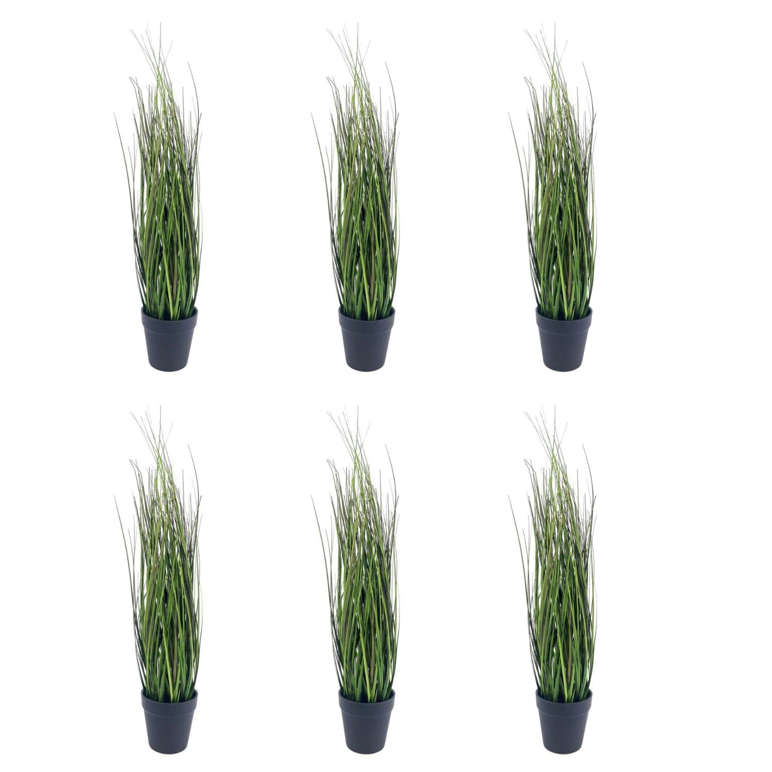 Sechs hohe grüne Pflanzen in schwarzen Töpfen auf weißem Hintergrund