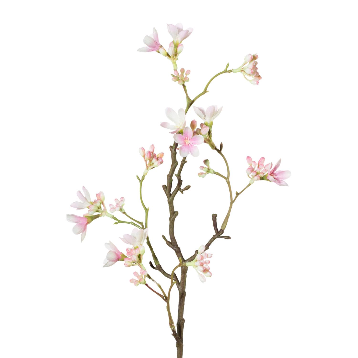 Zweig mit zarten, rosa Blüten und Knospen auf einem braunen Stamm vor weißem Hintergrund.
