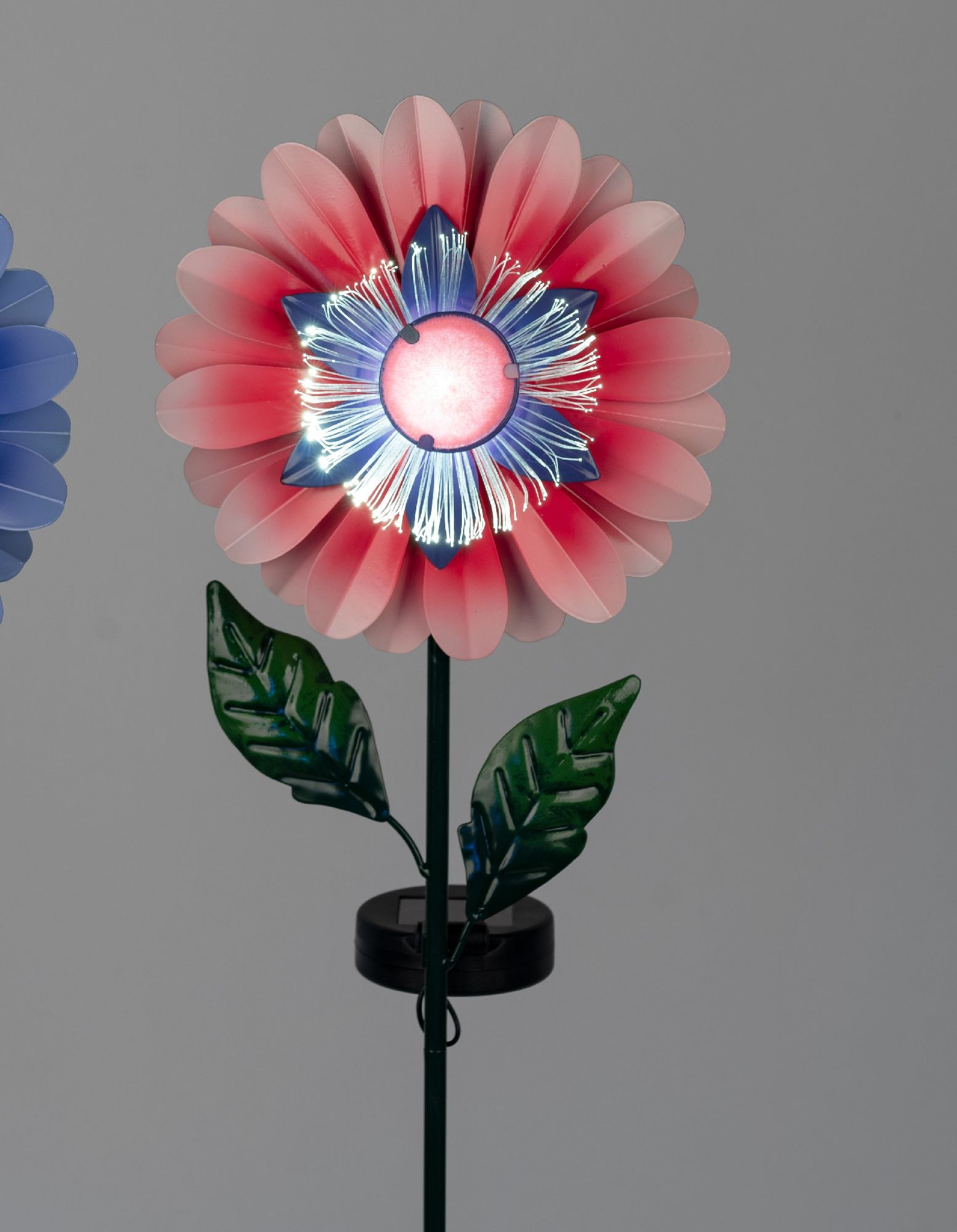 Bunte Blume mit großen, runden Blütenblättern in Rot und Blau, auf einem grünen Stiel mit zwei Blättern. Hintergrund grau.