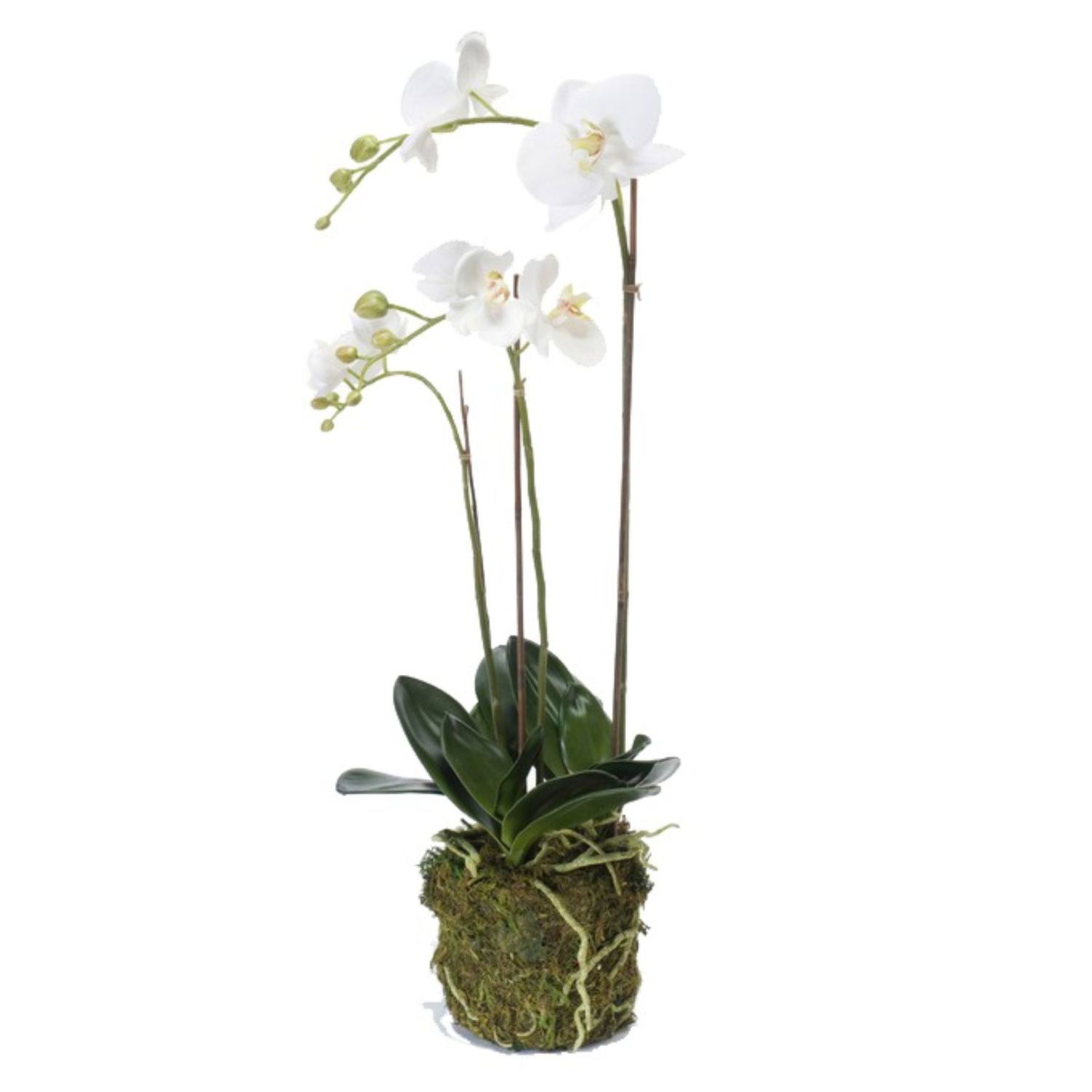 Eine weiße Orchidee mit mehreren Blütenständen und grünen Blättern in einem moosbedeckten Topf.