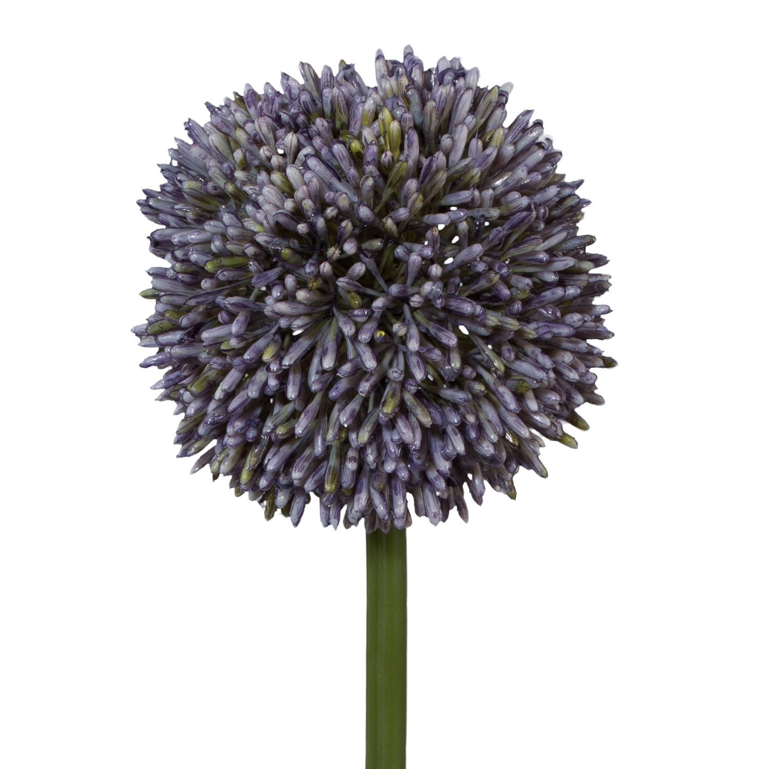 Runde Blüte in lila mit vielen kleinen, spitzen Blütenständen auf einem grünen Stängel. Hintergrund ist weiß.