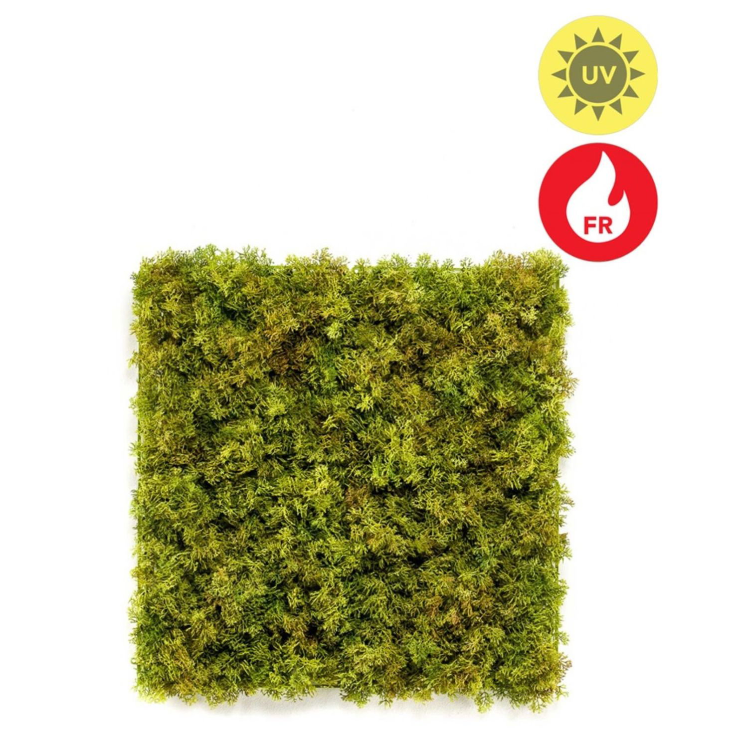 Grünes Moos in quadratischer Form auf weißem Hintergrund