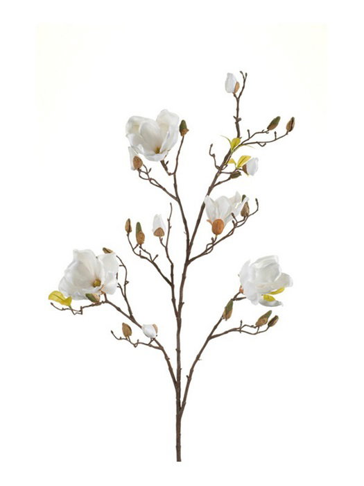 Zweig mit weißen Magnolienblüten und Knospen, umgeben von grünen Blättern auf einem braunen Stamm.