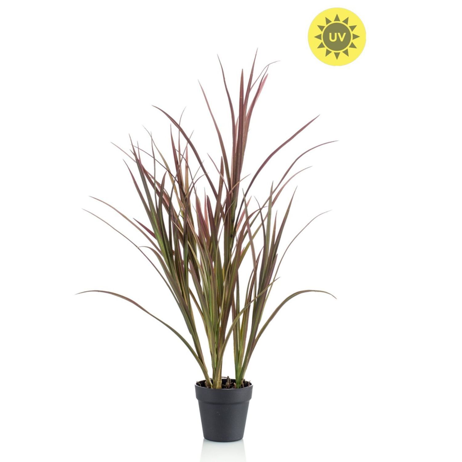 Grüne Pflanze mit langen, schmalen Blättern in einem schwarzen Topf. Die Blätter sind rot-grün gefärbt.