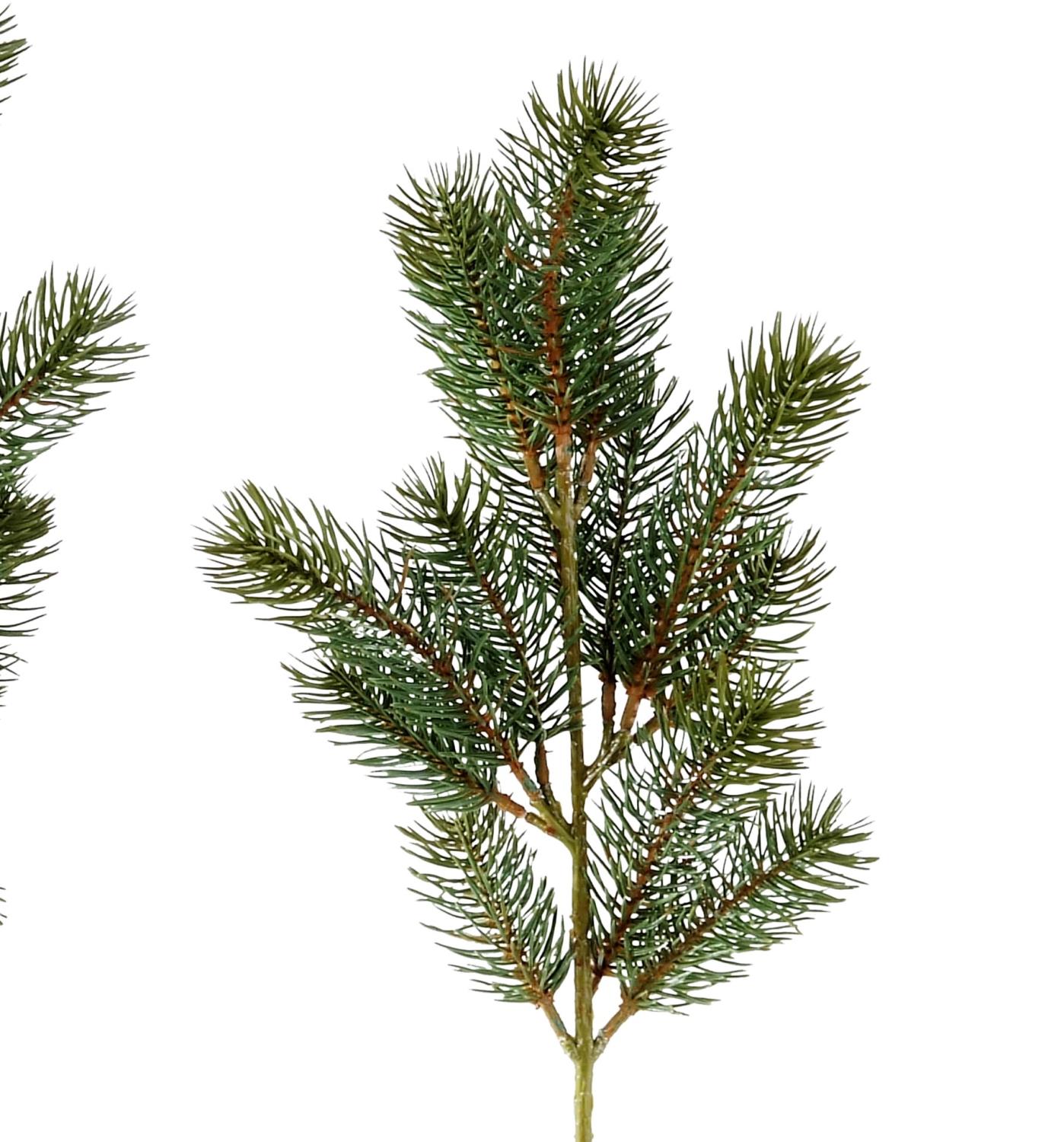 Zwei Zweige mit grünen Nadeln, die an einen Nadelbaum erinnern, vor weißem Hintergrund.
