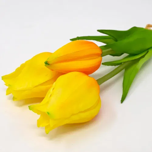 Tulpen