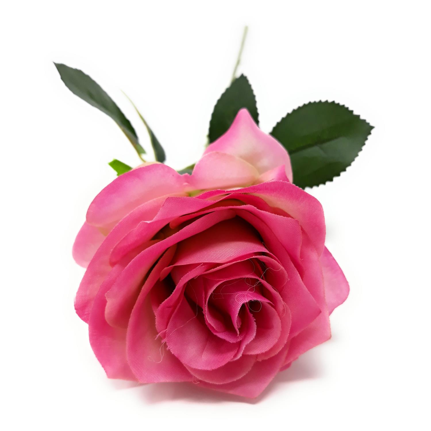 Eine pinkfarbene Rose mit grünen Blättern auf einem weißen Hintergrund.