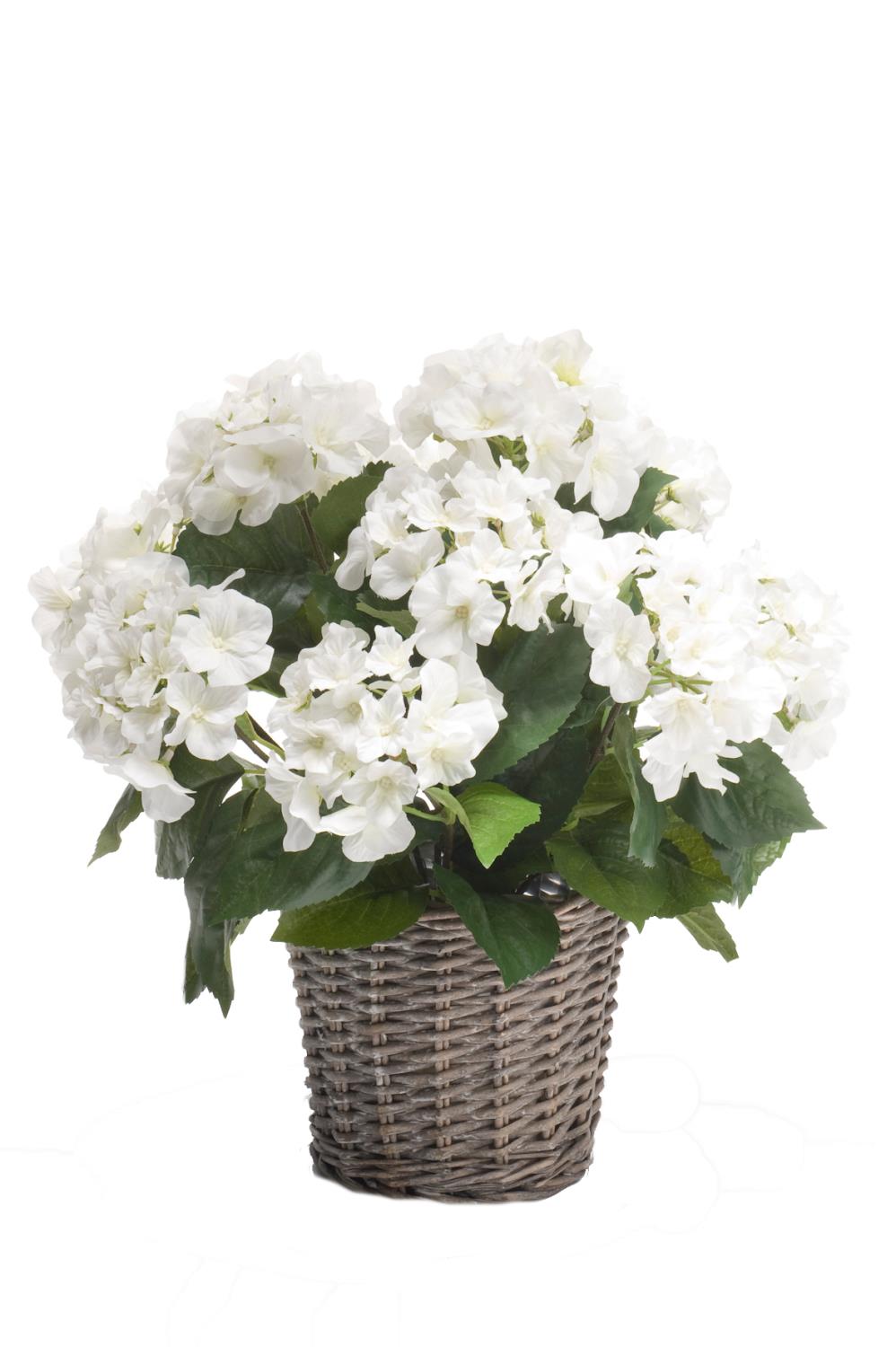 Ein blühender Strauß weißer Blumen in einem geflochtenen Korb. Die Blätter sind grün und die Blumen sind üppig angeordnet.