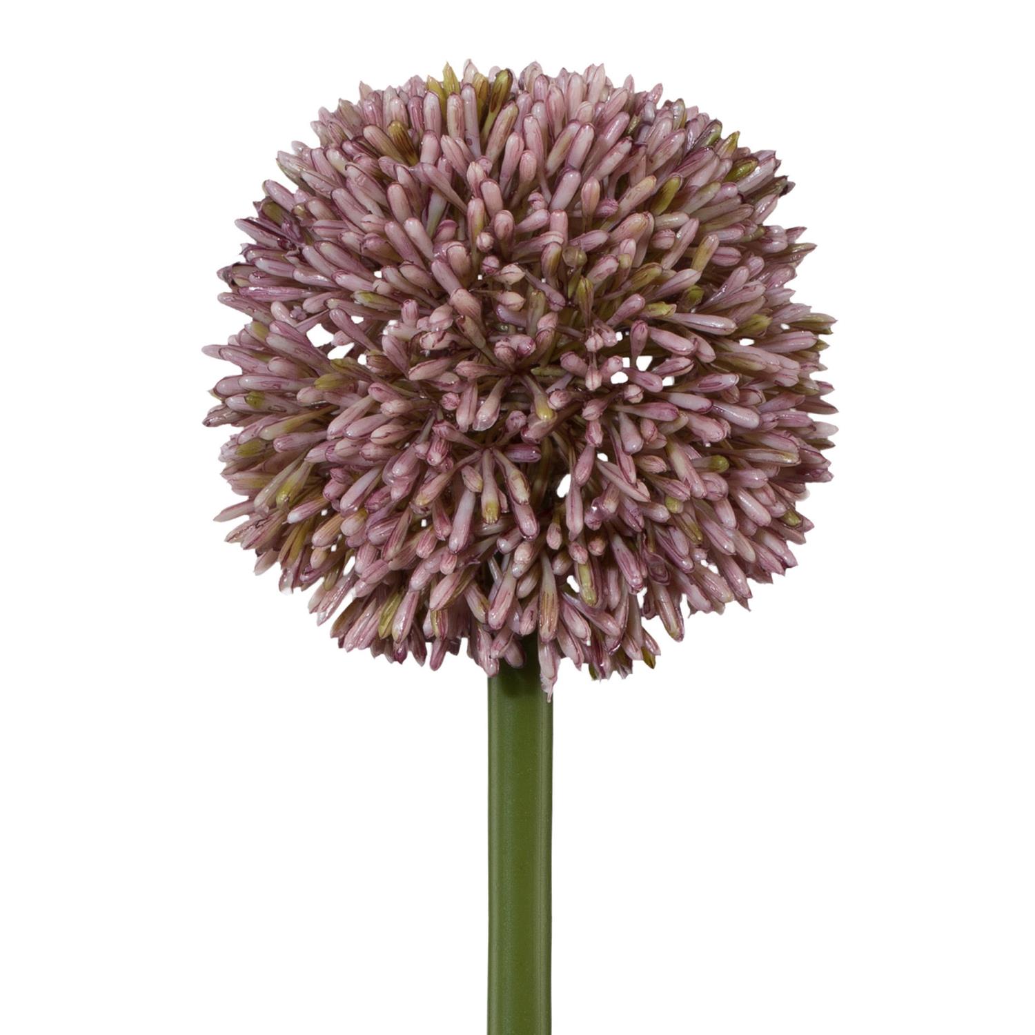 Runde Blüte in lila mit vielen kleinen Blütenständen auf einem grünen Stängel.