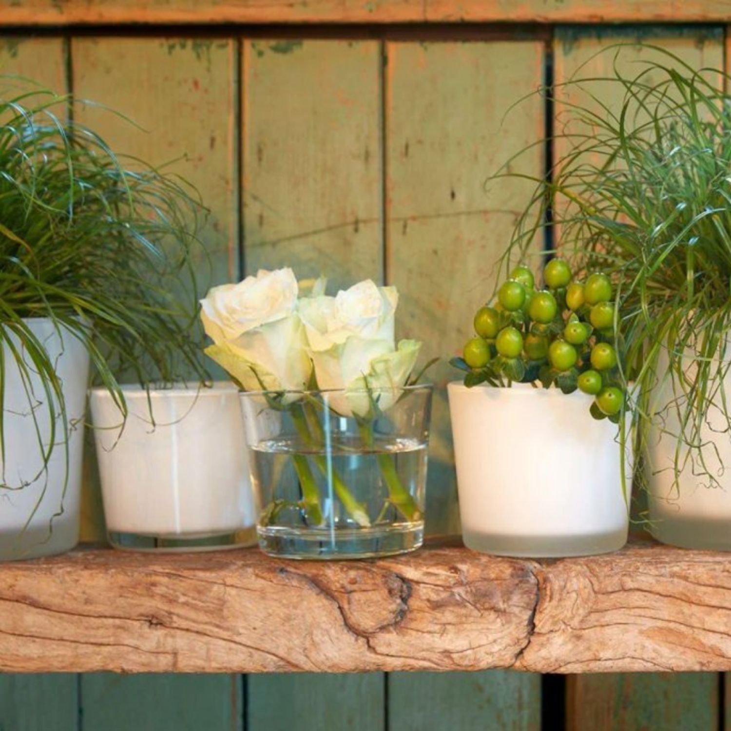 Pflanzentöpfe und Glas mit weißen Rosen auf Holzboard vor grün verwitterter Holzwand