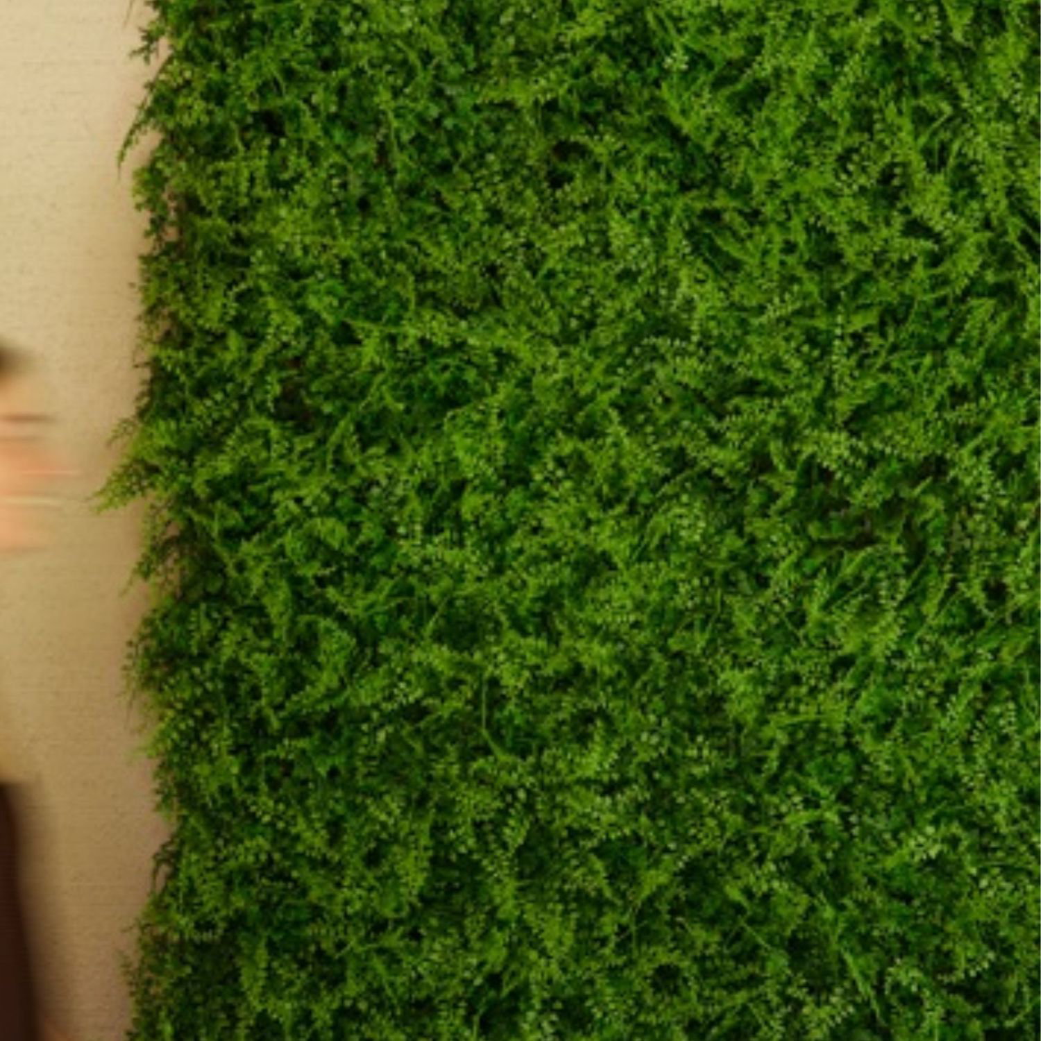 Grüne Pflanzenwand mit vielen Blättern im Hintergrund