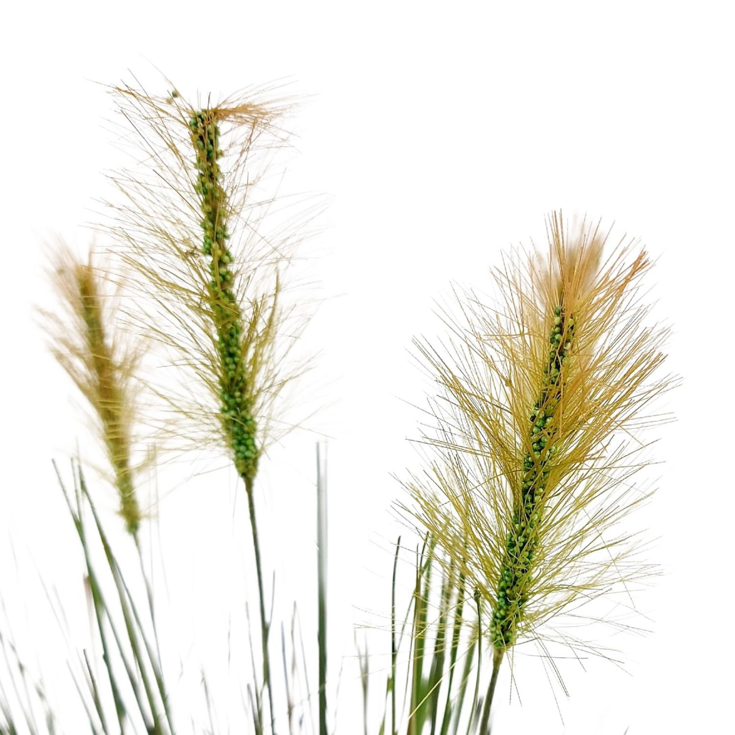 Drei Halme mit langen, feinen Ähren vor weißem Hintergrund