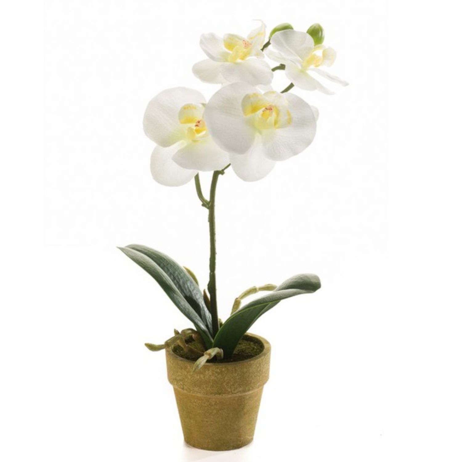 Weiße Orchidee mit gelben Akzenten in einem braunen Blumentopf, umgeben von grünen Blättern.