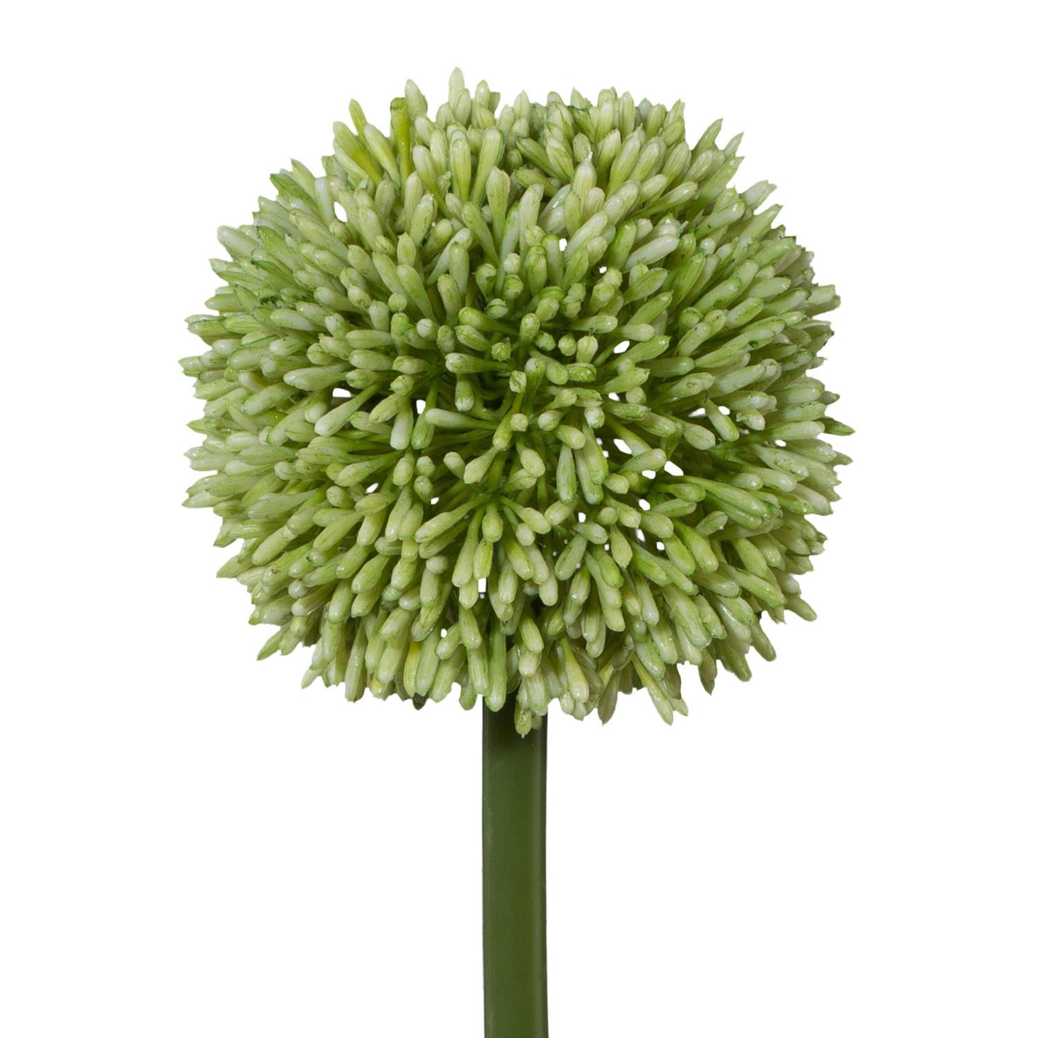 Runde, grüne Blütenstände mit vielen kleinen, spitzen Blüten auf einem langen, grünen Stiel.