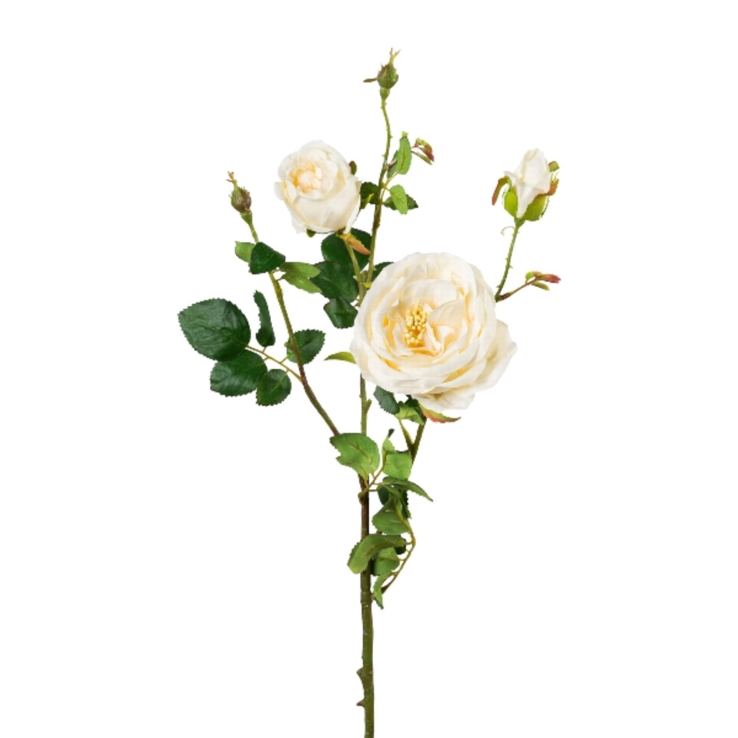 Eine weiße Rose mit mehreren Blüten und Knospen, umgeben von grünen Blättern, auf einem weißen Hintergrund.