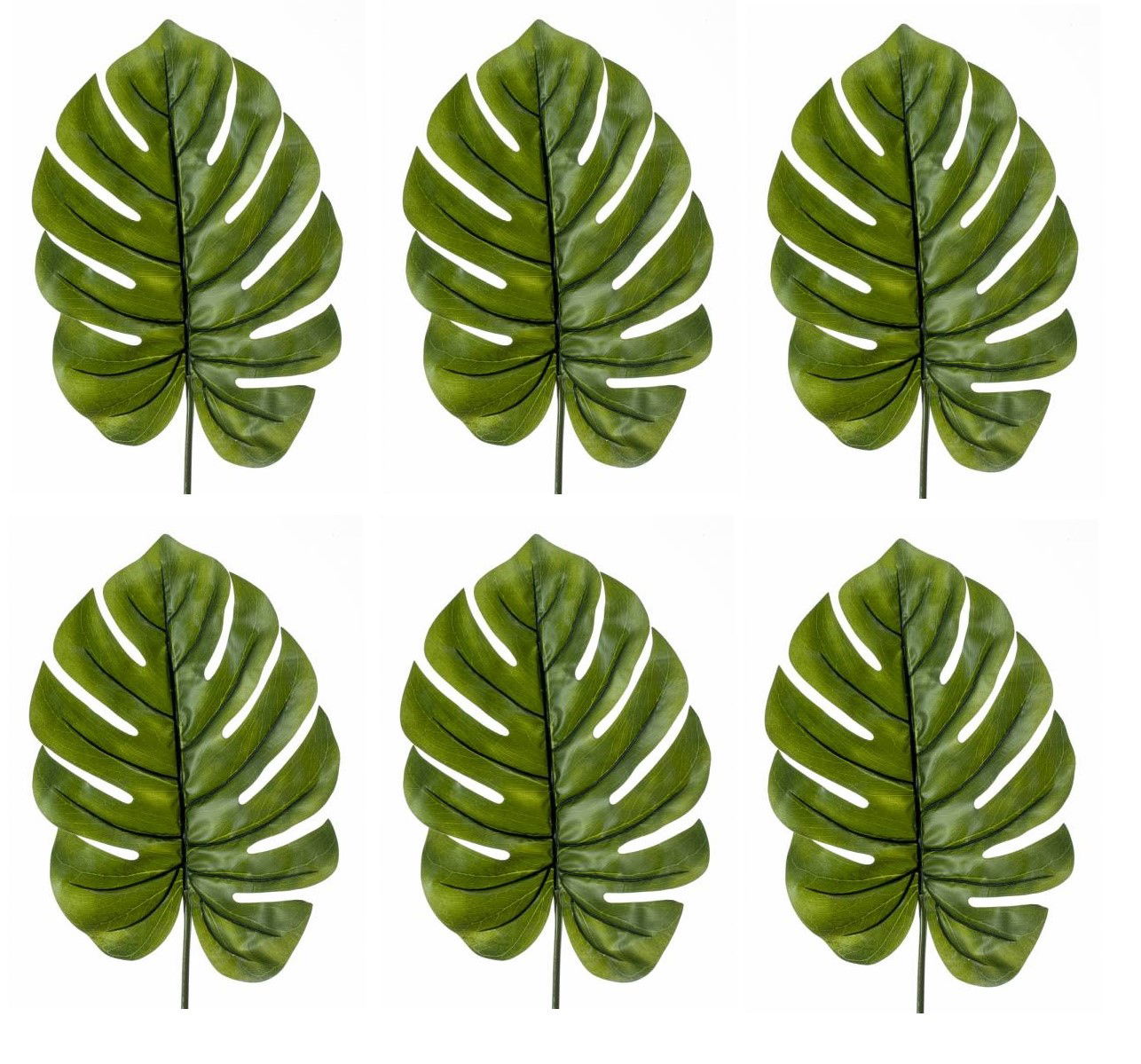 Sechs grüne Monstera-Blätter auf weißem Hintergrund, gleichmäßig angeordnet in zwei Reihen.