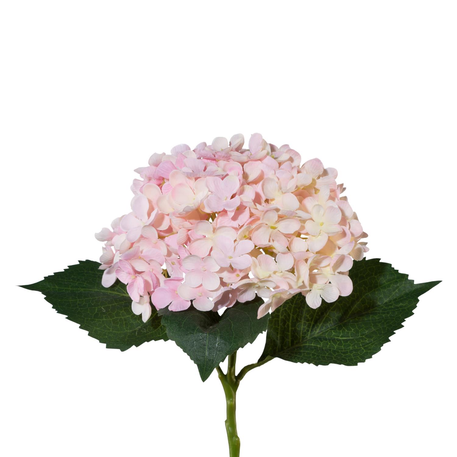 Eine rosa Hortensie mit vielen Blüten und grünen Blättern, auf einem weißen Hintergrund.