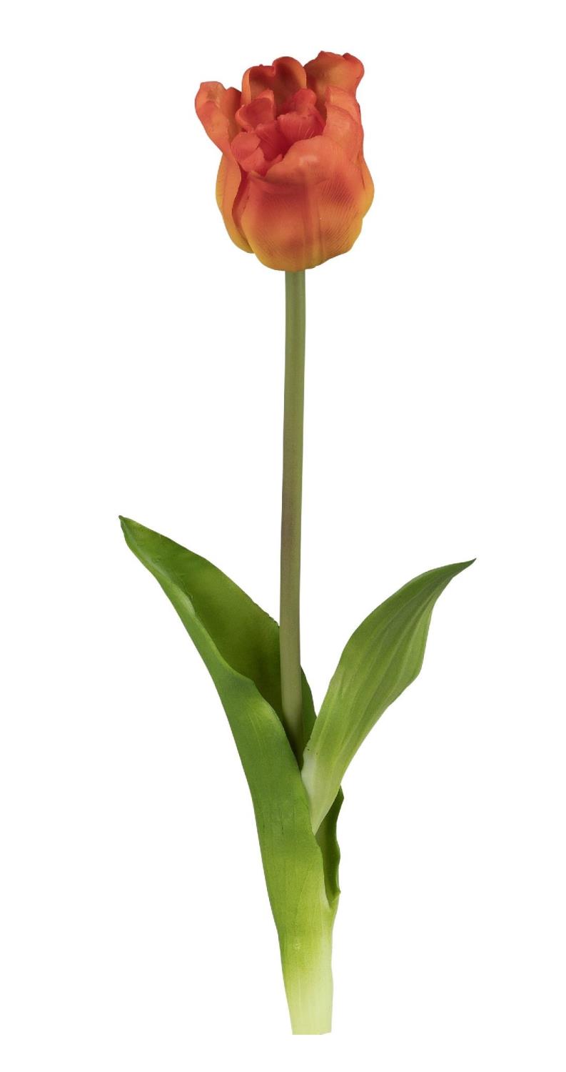 Eine orangefarbene Tulpe mit grünen Blättern auf einem langen Stängel vor weißem Hintergrund.