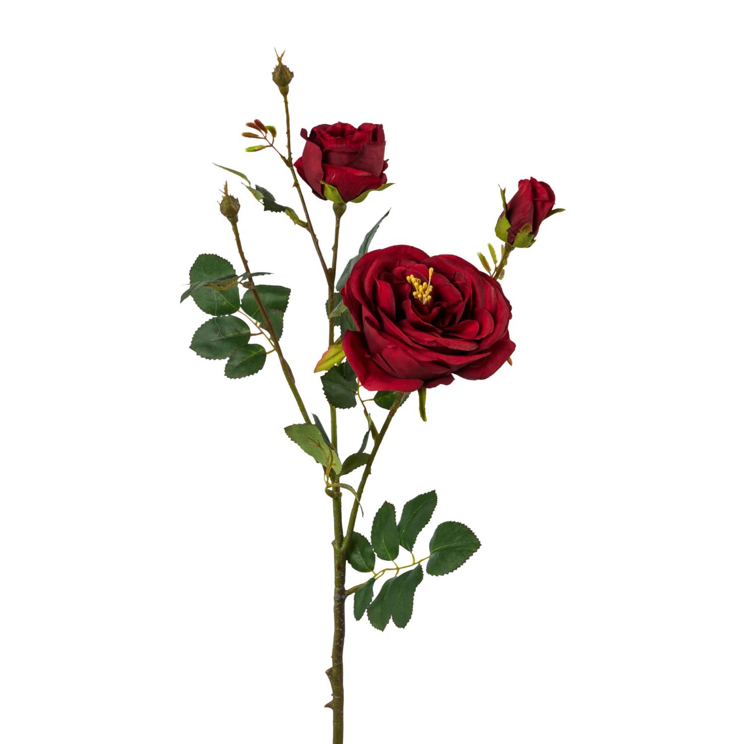 Rote Rosenblüten und Knospen an einem grünen Stängel mit Blättern, vor weißem Hintergrund.
