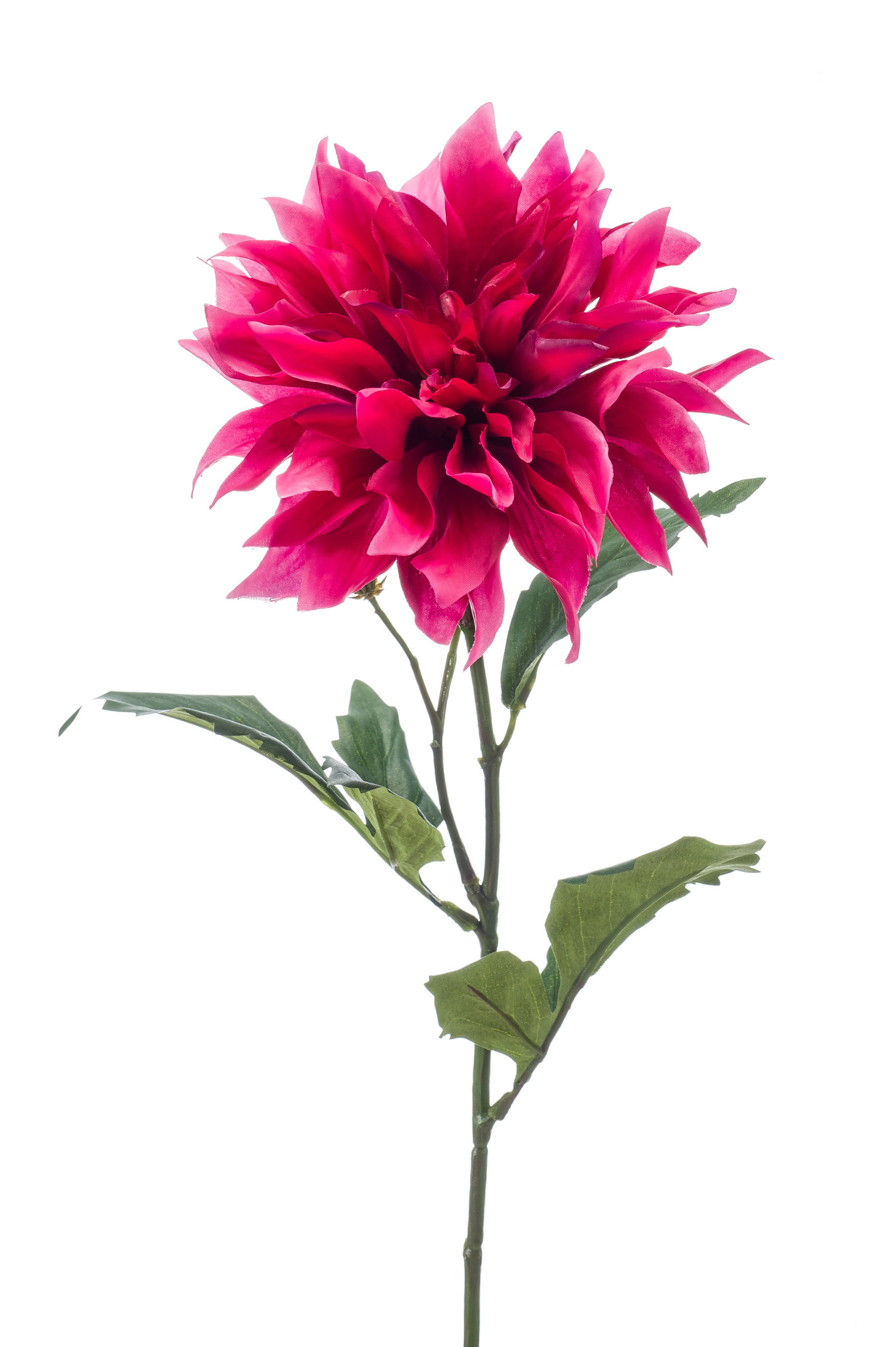Eine große, pinkfarbene Blume mit vielen Blütenblättern und grünen Blättern an einem langen Stiel vor weißem Hintergrund.