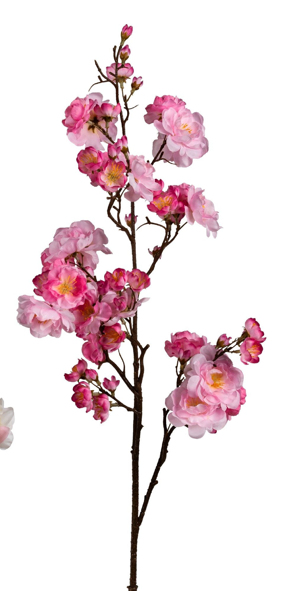 Zweig mit rosa Blüten und Knospen auf einem braunen Stängel, vor weißem Hintergrund.