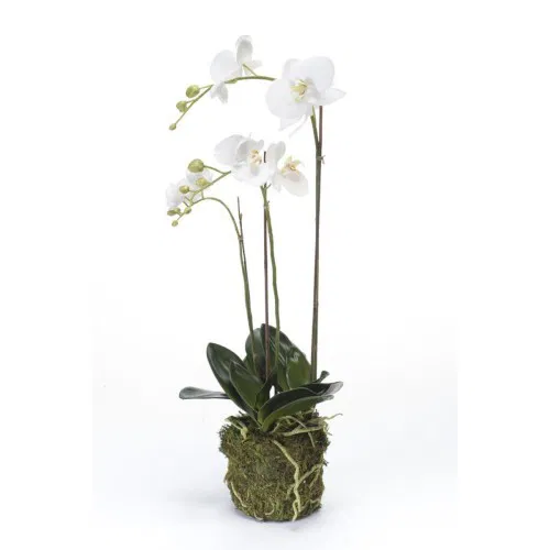 Orchideen