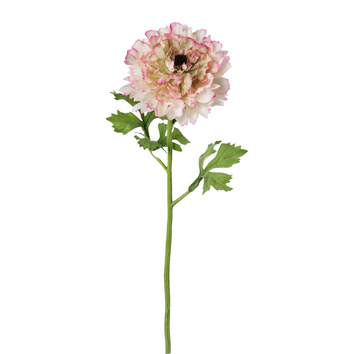 Eine einzelne Blume mit rosa-weißen Blütenblättern und grünen Blättern, auf einem langen Stiel. Der Hintergrund ist weiß.
