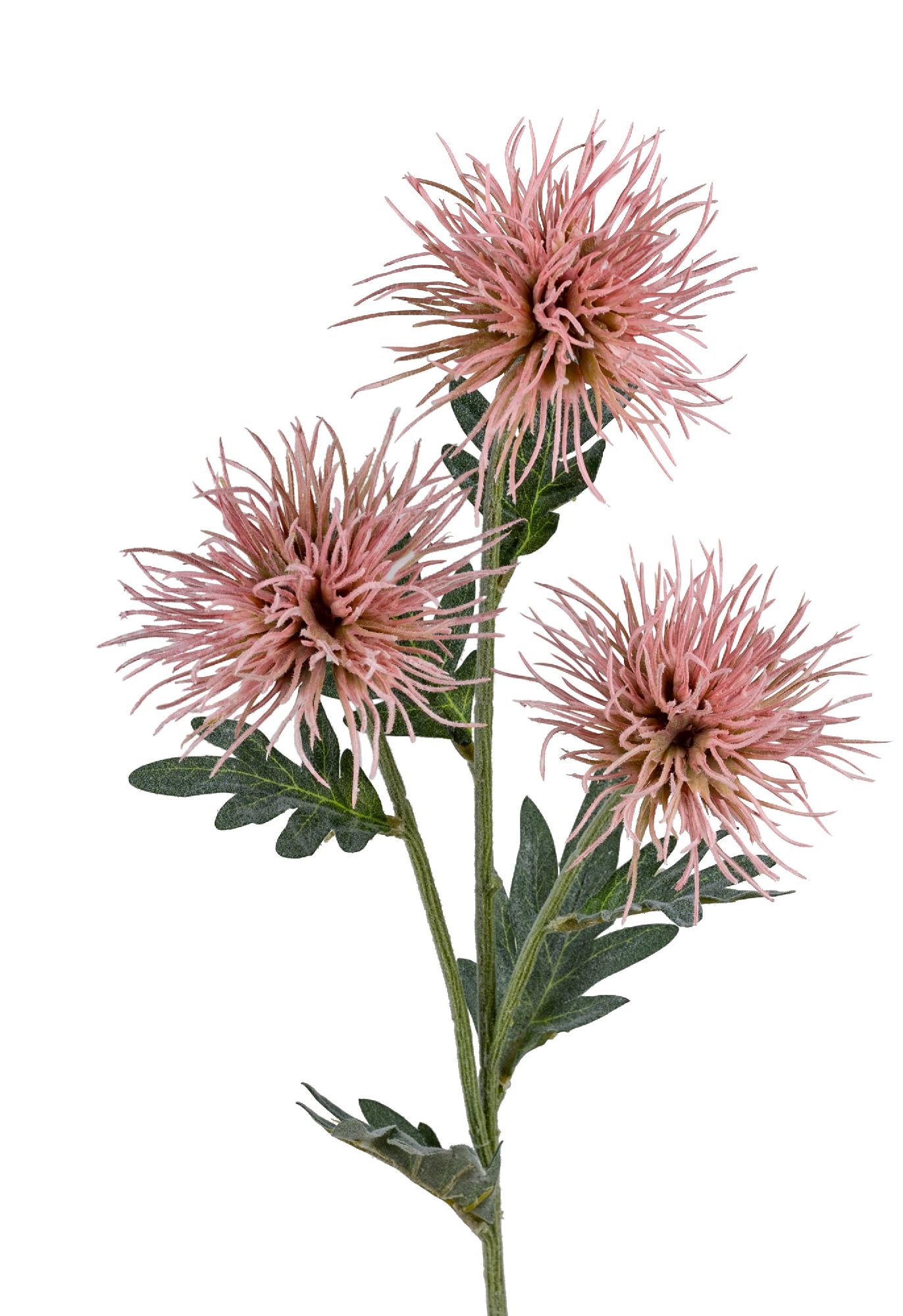 Drei rosa-blühende Pflanzen mit langen, spitzen Blütenblättern und grünen Blättern auf einem Stängel