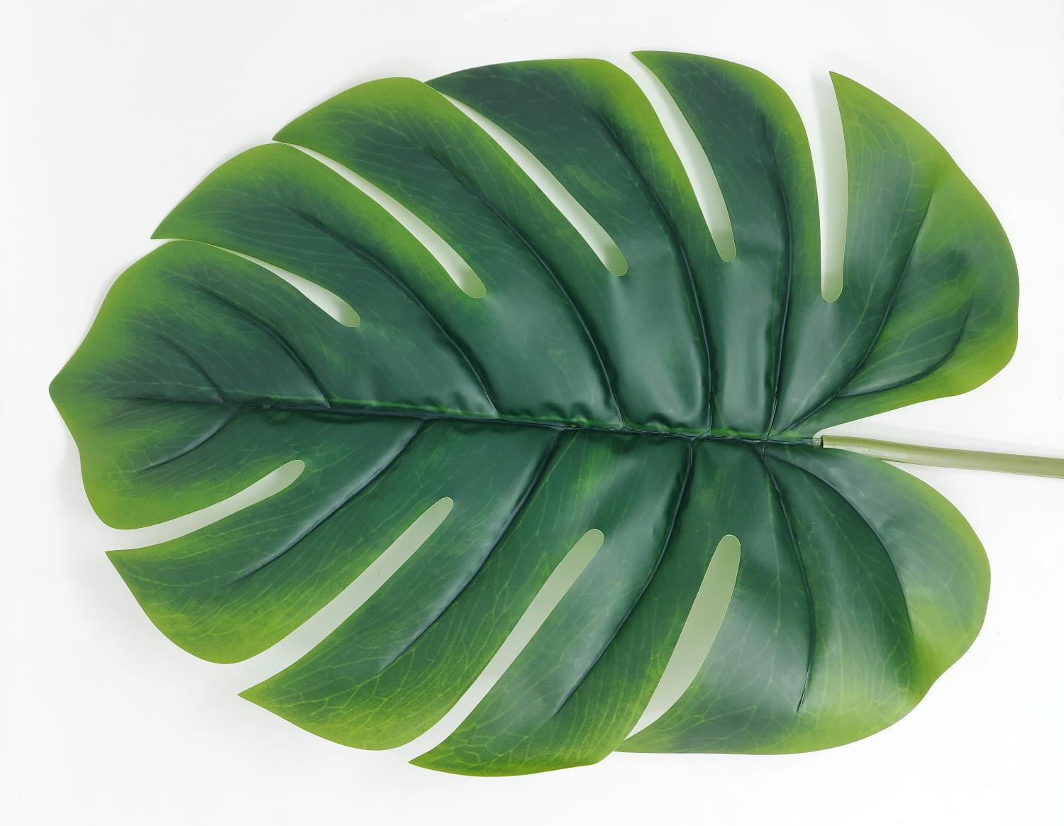 Grüne Monstera-Blatt mit tiefen Einschnitten und einer glatten Oberfläche, auf weißem Hintergrund.